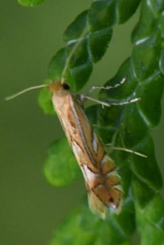 Réf. 340 306 : Phyllonorycter quercifoliella